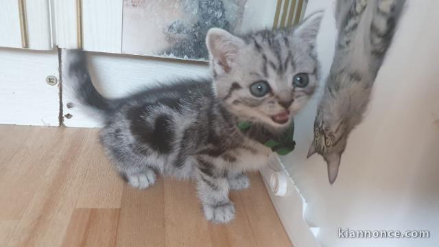 Chatons gris à donner 