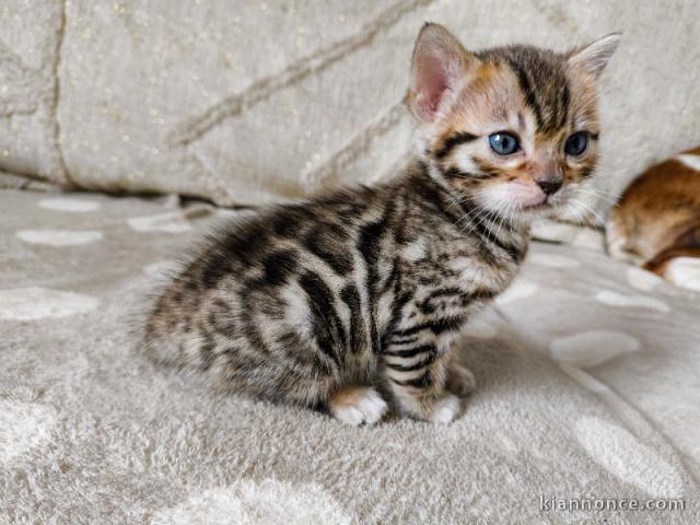 chaton Bengal pour adoption 
