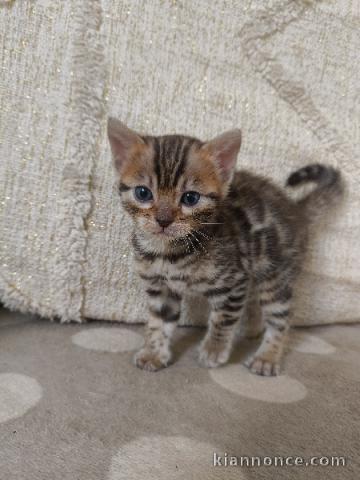 Bébé chaton Bengal pour adoption femelle 