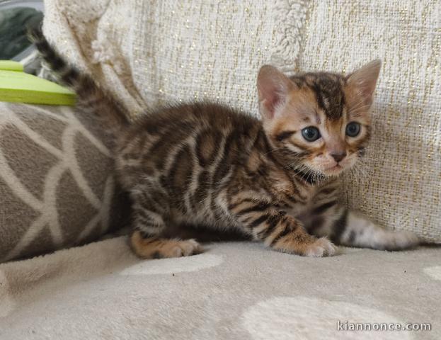 adopter chaton Bengal disponible 