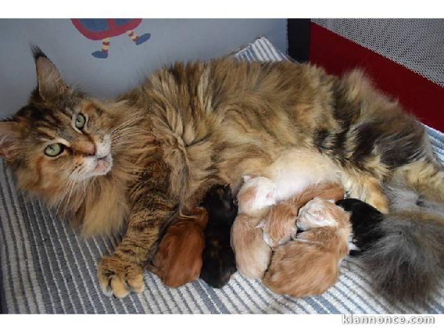 Chaton Maine coon adorable a donner 