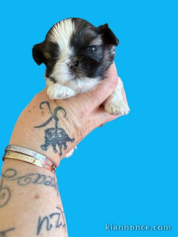 Bébé chiot Shih Tzu femelle adorable pour adoption 