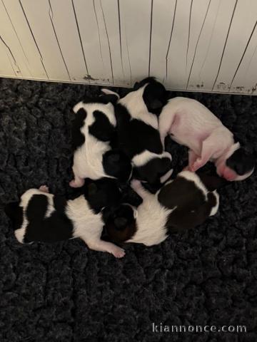 Chiot Shih Tzu disponible pour vous 