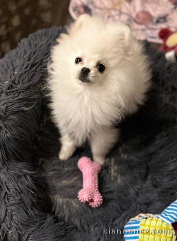 chiot spitz allemand race pure a donner 