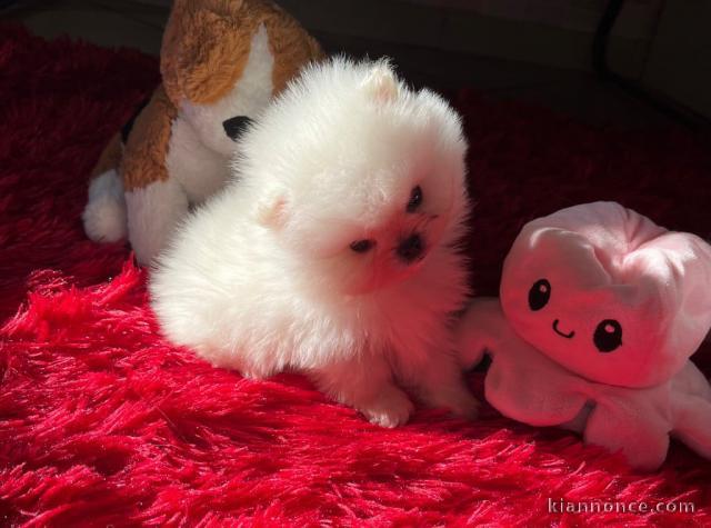 Chiot spitz allemand à adopter 