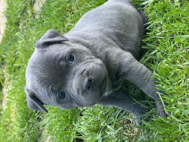 Chiot staffie Bleu contre bon soin 