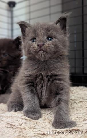 Chaton Maine coon à donner 