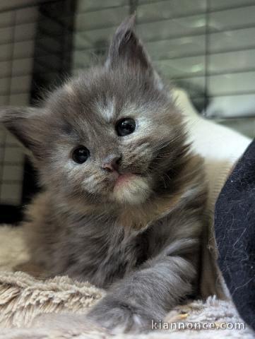 Chaton Maine coon à donner mâle 