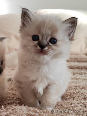 A donné chaton sacré brimanie femelle 