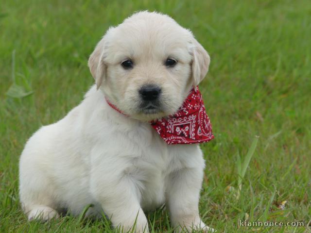 chiots golden retriever pour adopter mâle 