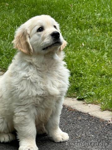 chien golden retriever mâle a donner 