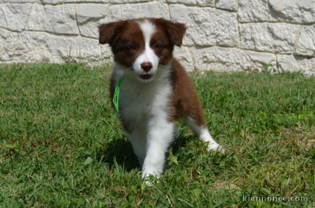 Chiots Border collier a donner femelle 