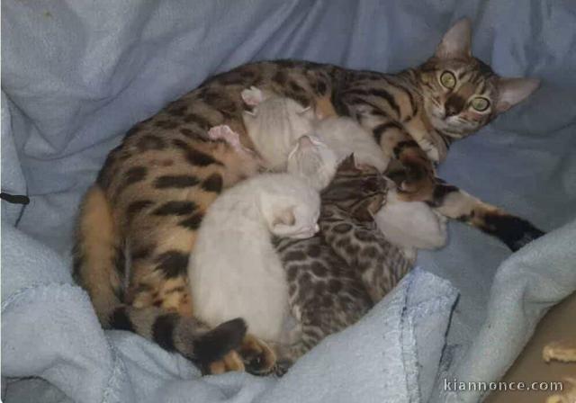 Bébé chaton Bengal pour adoption 