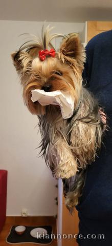 chiot Yorkshire femelle a donner 
