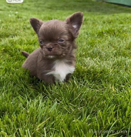 chiots chihuahua à donner mâle disponible 
