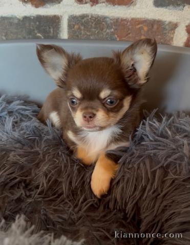 Chiots chihuahua femelle disponible 