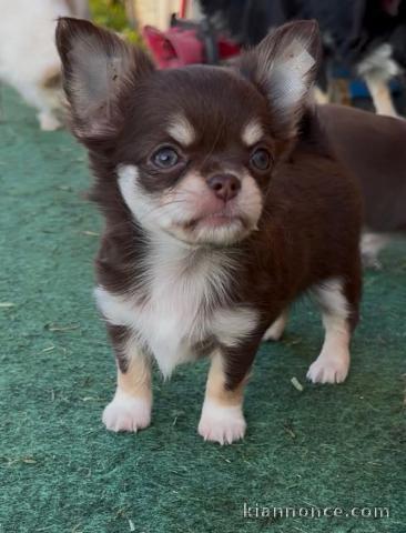 Je donne chiot chihuahua femelle 