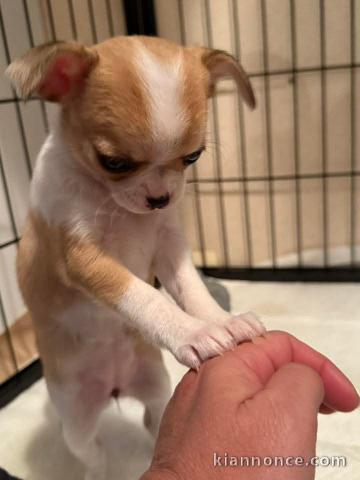 À partir chiot chihuahua 