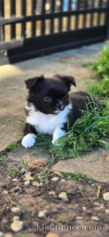Chiots chihuahua femelle disponible 