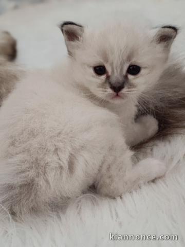 Adopter chaton sacré brimanie disponible 