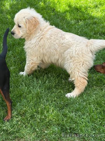 adoption chiot golden retriever mâle 