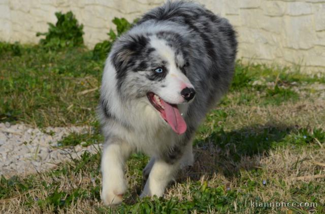 Chiots Border collier Femelle a donner 