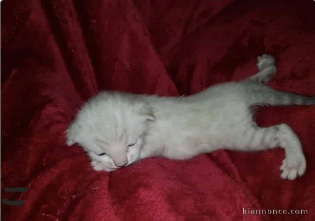 Chaton Bengal pour adoption 