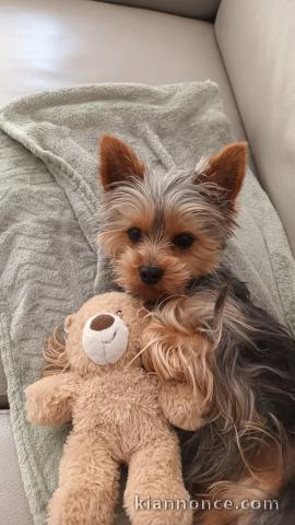 Chiots Yorkshire terrier disponible de suite 