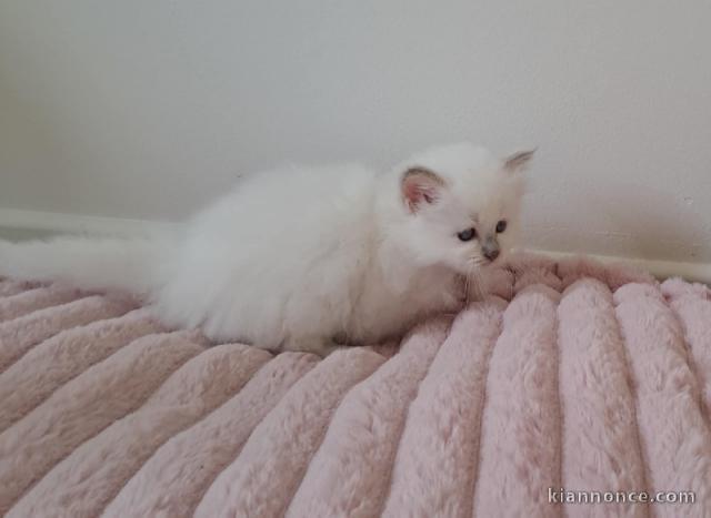 chaton sacré brimanie a donner 