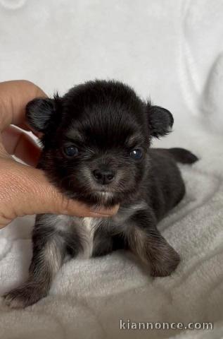 chiots chihuahua mâle a donner 