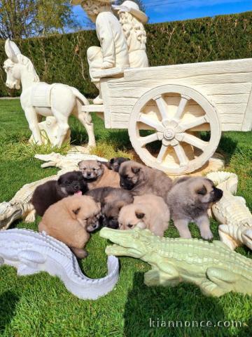 Chiots Eurasier à adopter mâle et femelle 