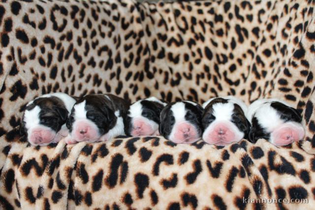 Chiots Chien du Saint-Bernard a donner 