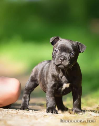 chiots staffie à adopter femelle 
