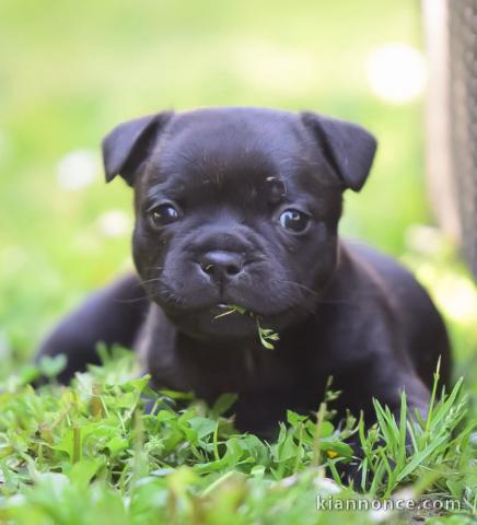 bébé chiot staffie à donner 