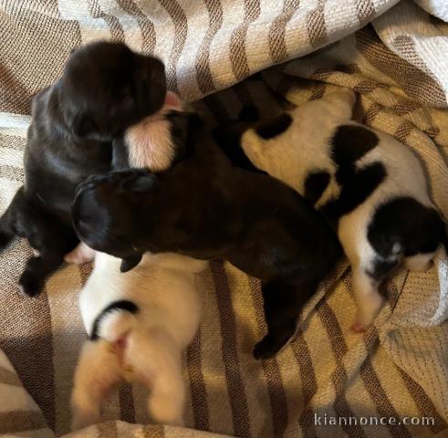 bébé chiot bouledogue français 