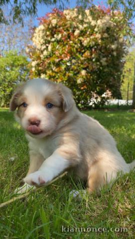 bébé chiot berger australien mâle a donner 