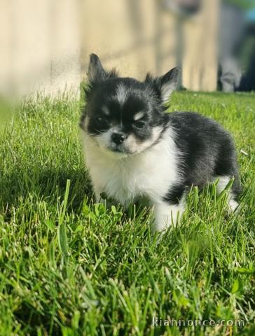 chiots chihuahua a donner contre bon soin 