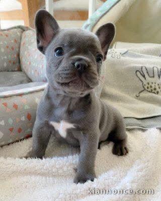 chiots bouledogue français a donner mâle 