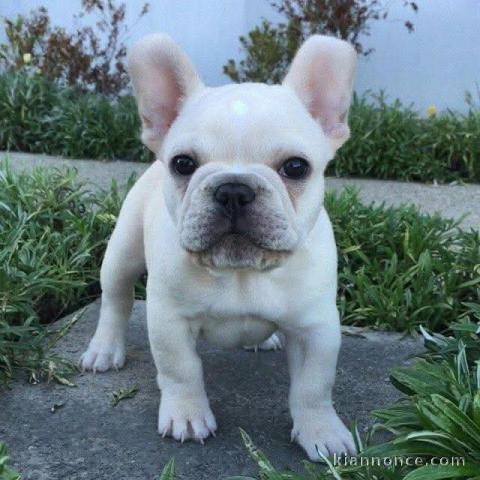 chiots bouledogue français à donner 