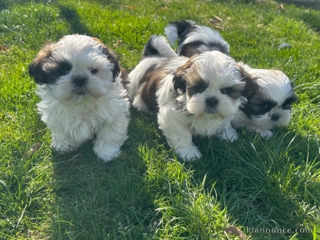 bébé chiot Shih Tzu à adopter 