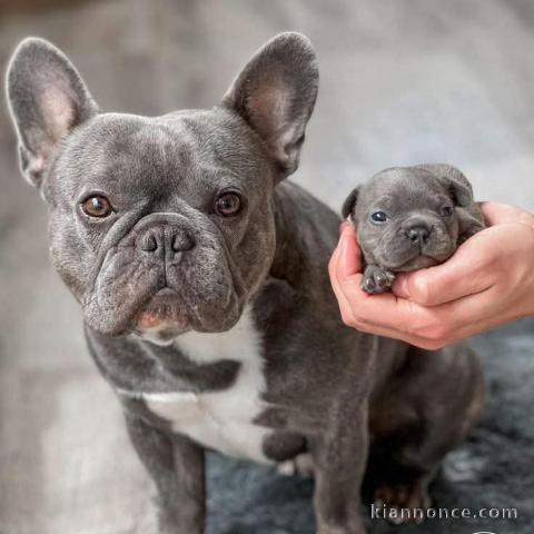 bouledogue français a donner 