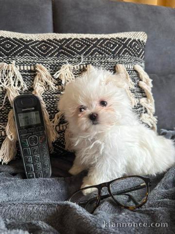 bébé chiot bichon maltais a donner 