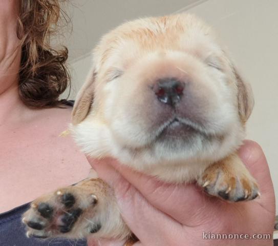 chiot spitz allemand race pure 