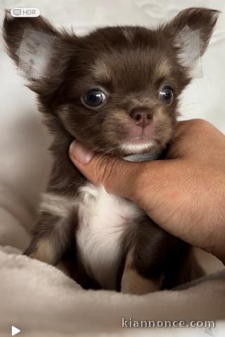 chiots chihuahua à adopter 
