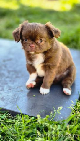 chiot chihuahua femelle a donner 
