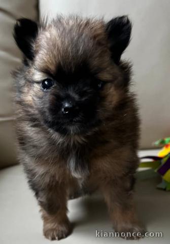 chiot spitz allemand race pure a donner 
