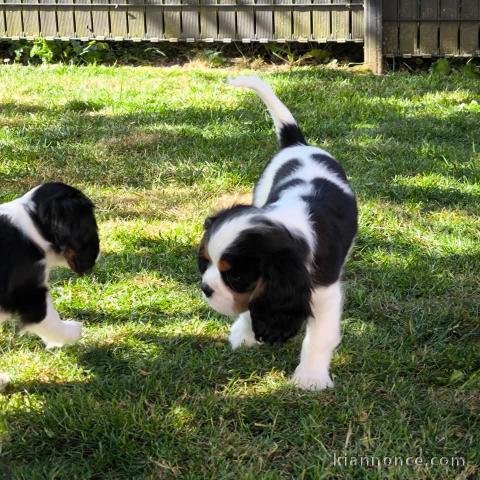 chiot cavalier king charle disponible de suite 