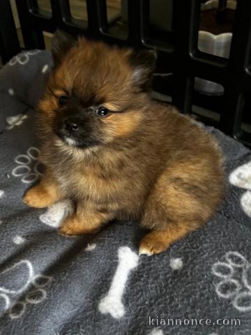 chiots spitz allemand à adopter 