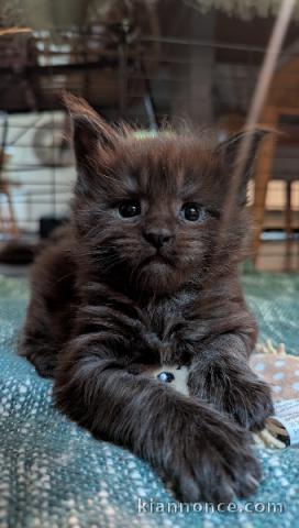 chaton Maine coon adorable a donner 