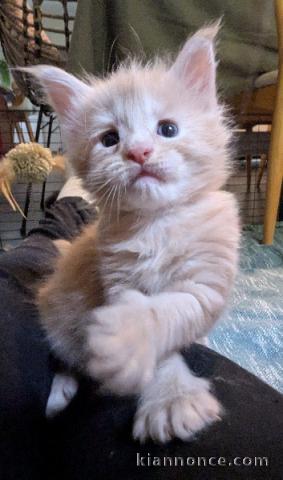 chaton Maine coon à donner 